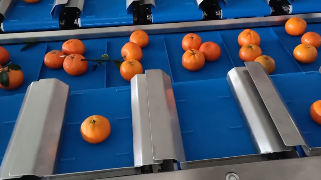 40BPM 10 het Hoofd 14 Hoofd van de de Wegersmandarijn van Fruitmultihead de Riemtransportband Oranje Wegen